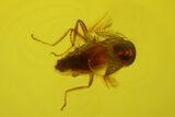 Four Fossil Flies (Diptera) In Baltic Amber #200151-3